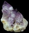 Dark Cactus Quartz (Amethyst) Crystal - South Africa #64214-1